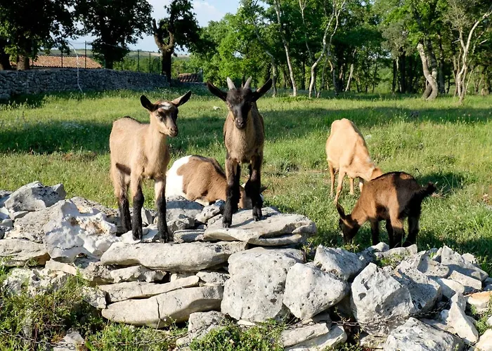 Lejlighed Bevanda Bale